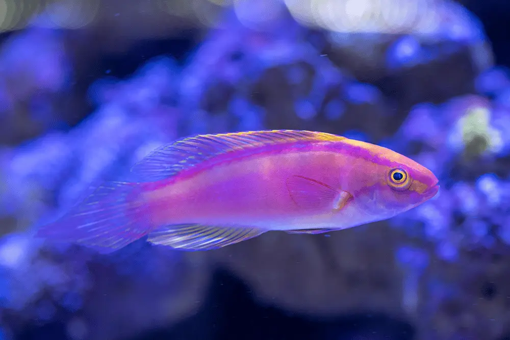 Flame Wrasse 11