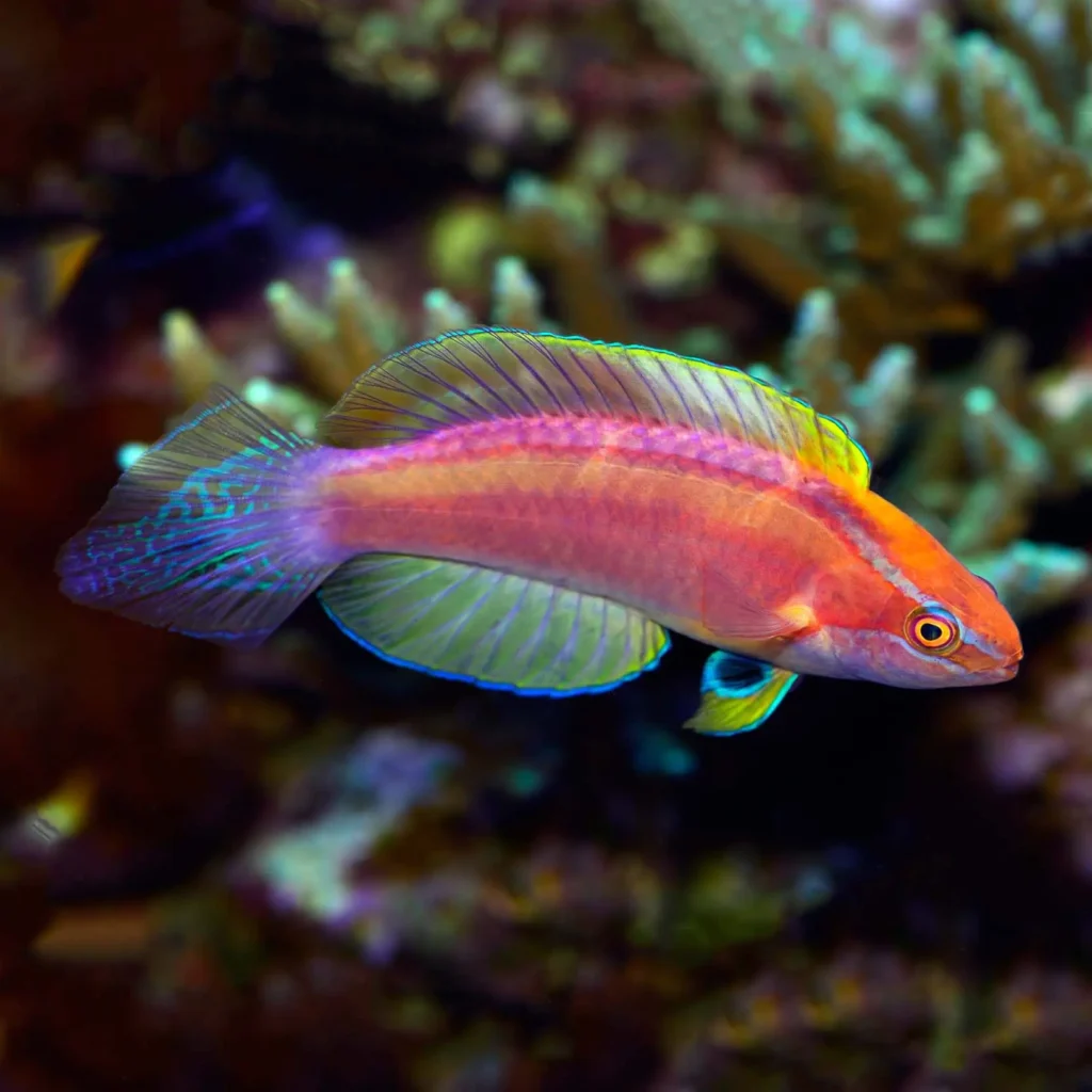 Flame Wrasse 12