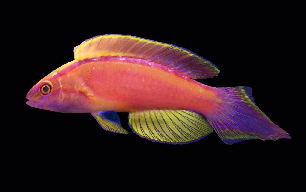 Flame Wrasse 13