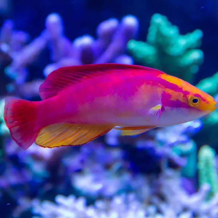 Flame Wrasse 2