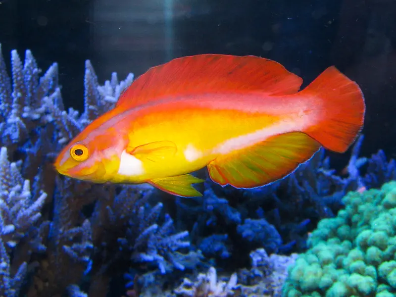 Flame Wrasse 3