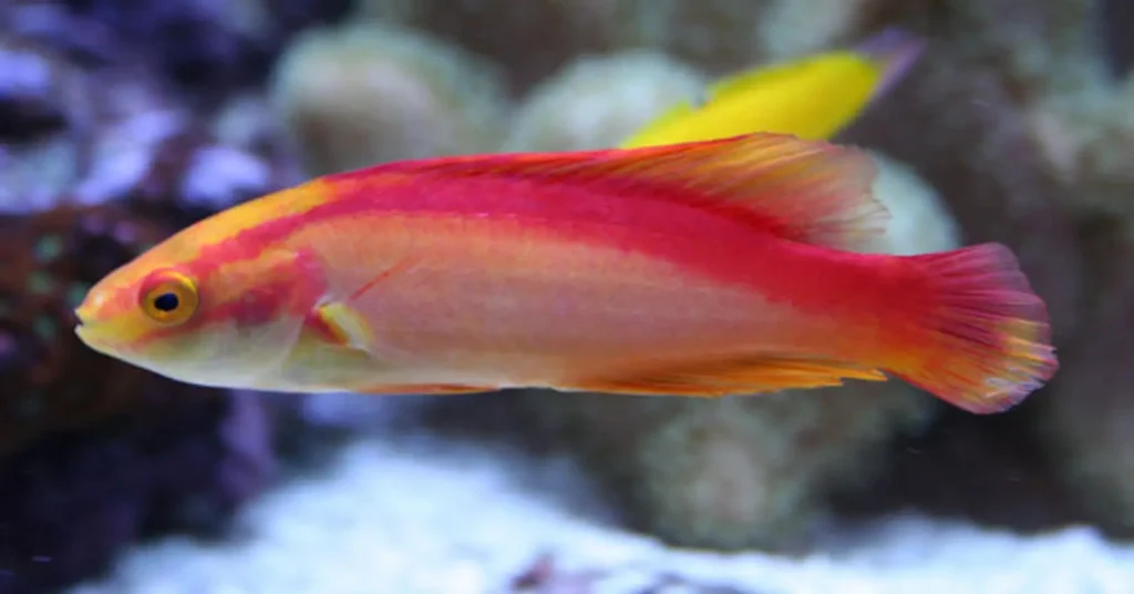 Flame Wrasse 4