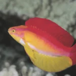 Flame Wrasse 5