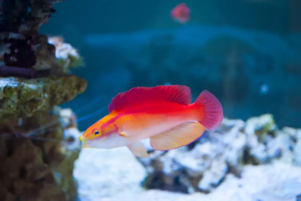 Flame Wrasse 6
