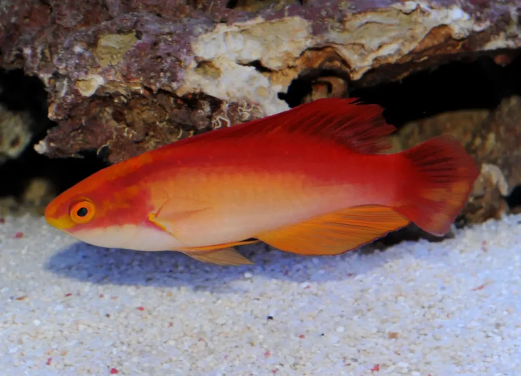 Flame Wrasse 7