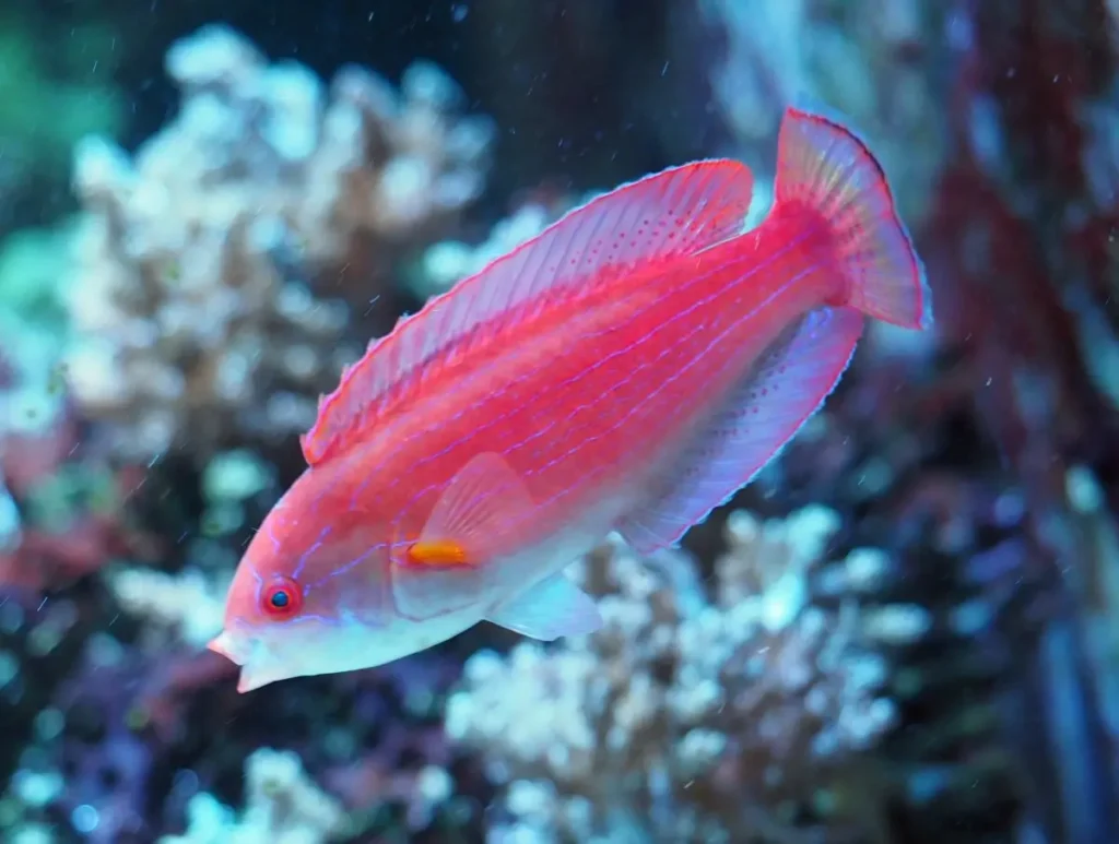 Flame Wrasse 8