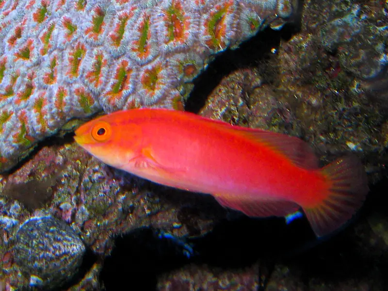 Flame Wrasse 9