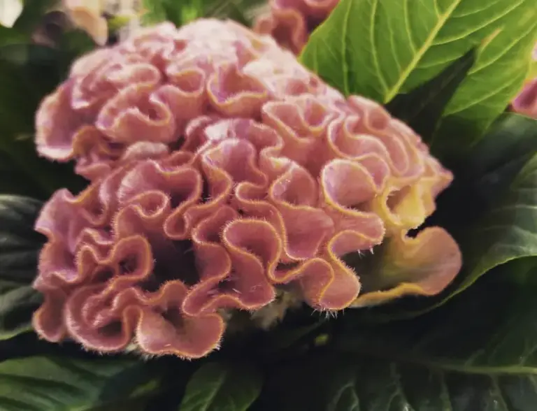 Flowers That Look Like Animals And Objects - Brain