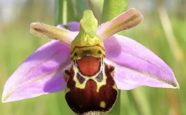 Flowers That Look Like Animals And Objects - Bumblebee