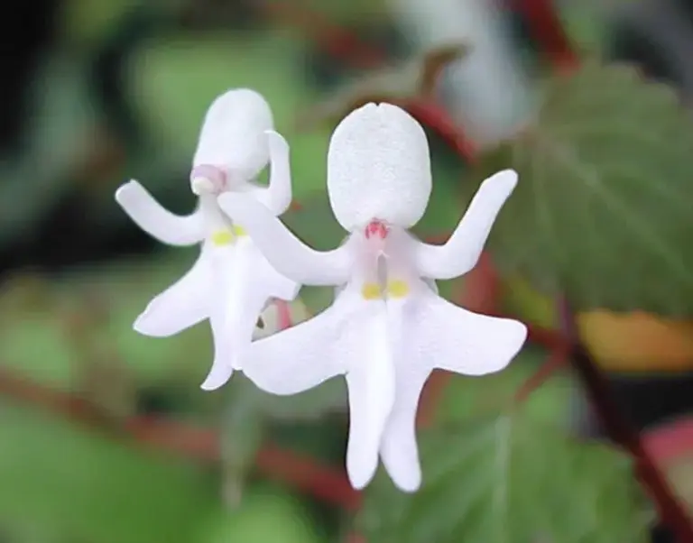 Flowers That Look Like Animals And Objects - Dancing-lady