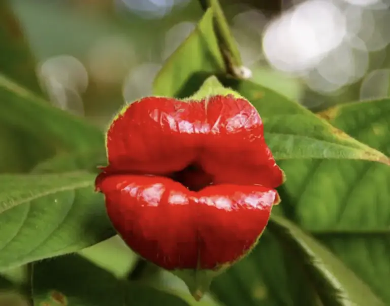 Flowers That Look Like Animals And Objects - Highly-inappropriate