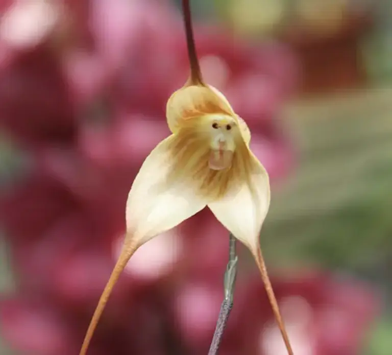 Flowers That Look Like Animals And Objects - Monkey-face