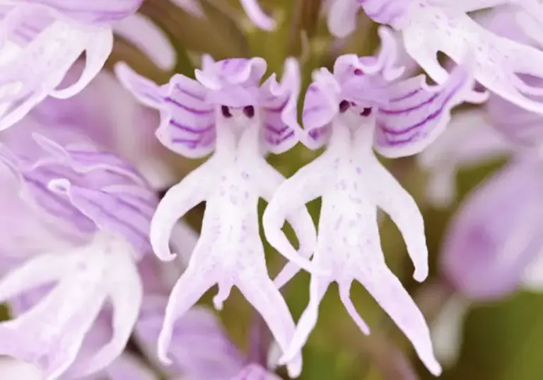 Flowers That Look Like Animals And Objects - Naked-man
