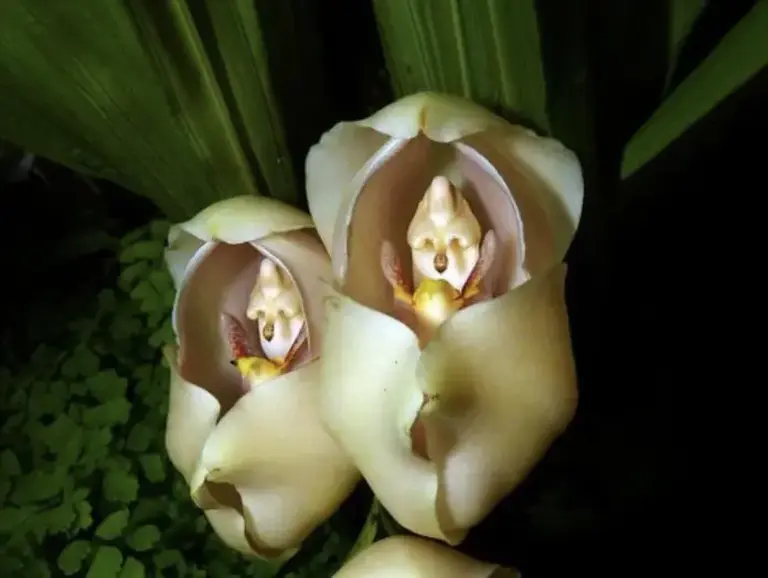 Flowers That Look Like Animals And Objects - Swathed-babies