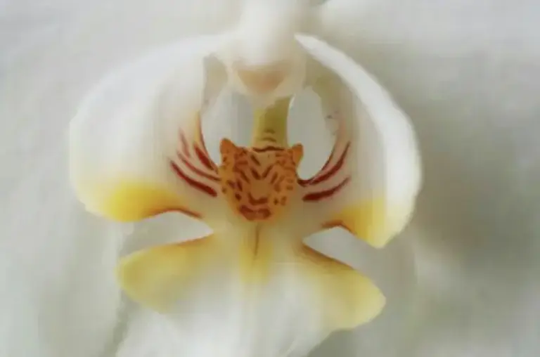 Flowers That Look Like Animals And Objects - Tiger