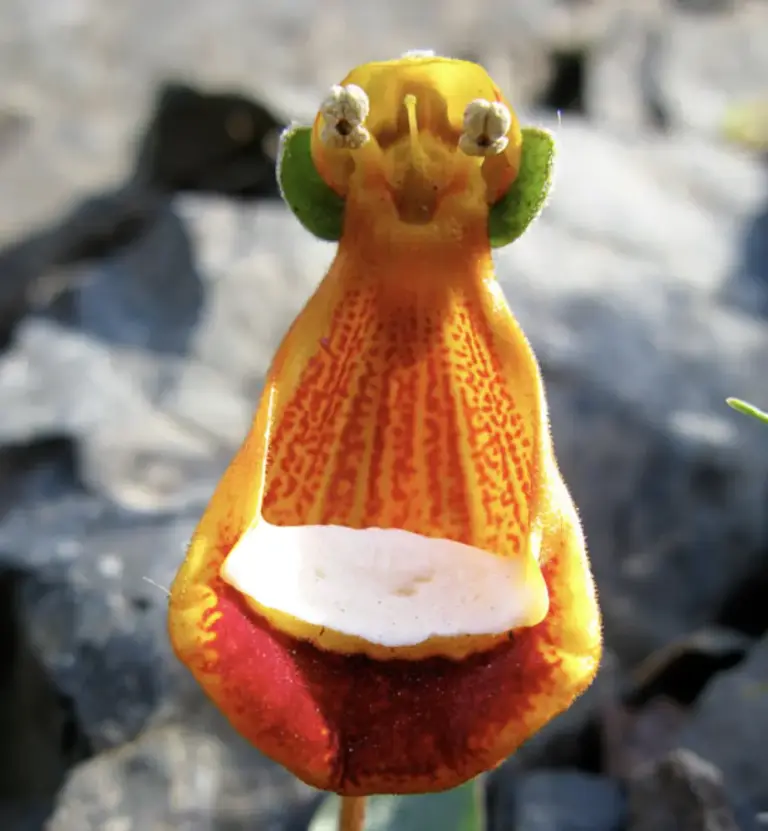 Flowers That Look Like Animals And Objects - Weird-alien-face-flower