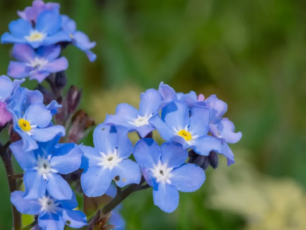 Forget-me-not Flower 1