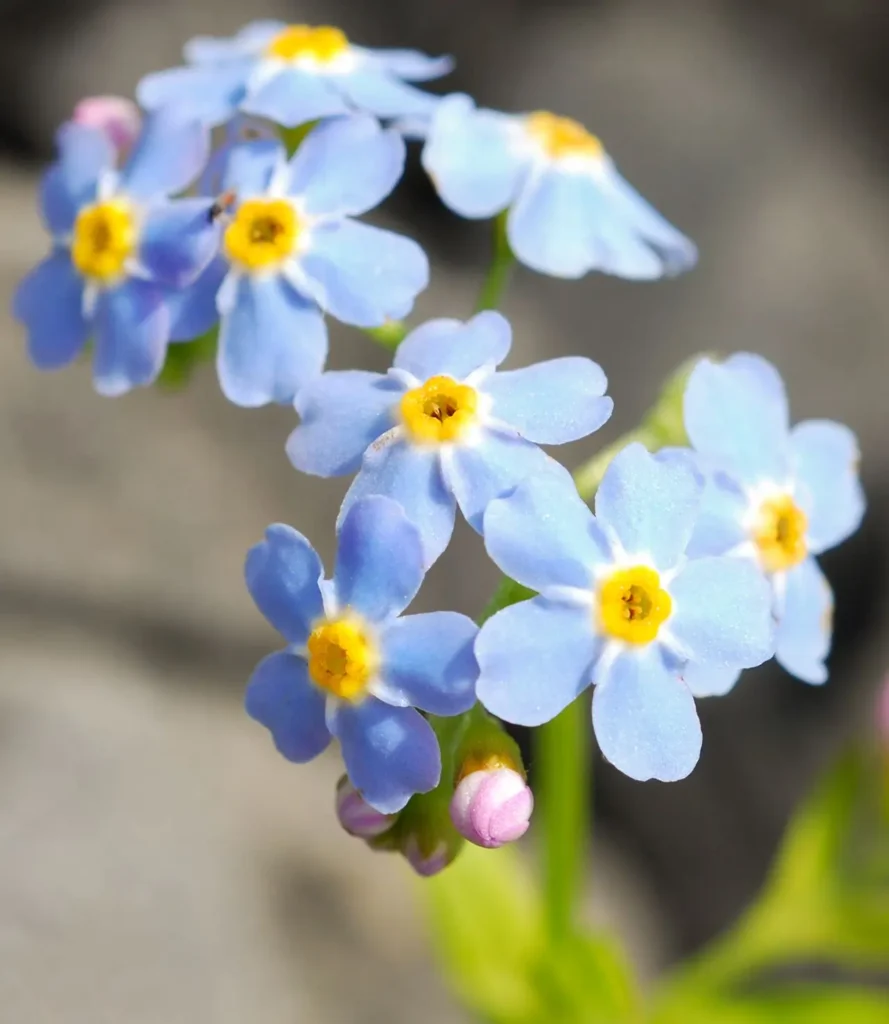 Forget-me-not Flower 2