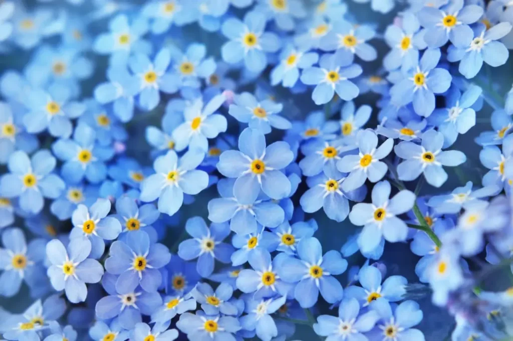 Forget-me-not Flower 4