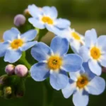 Forget-me-not Flower 5