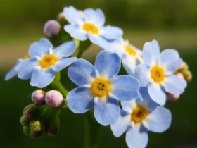 Forget-me-not Flower 5