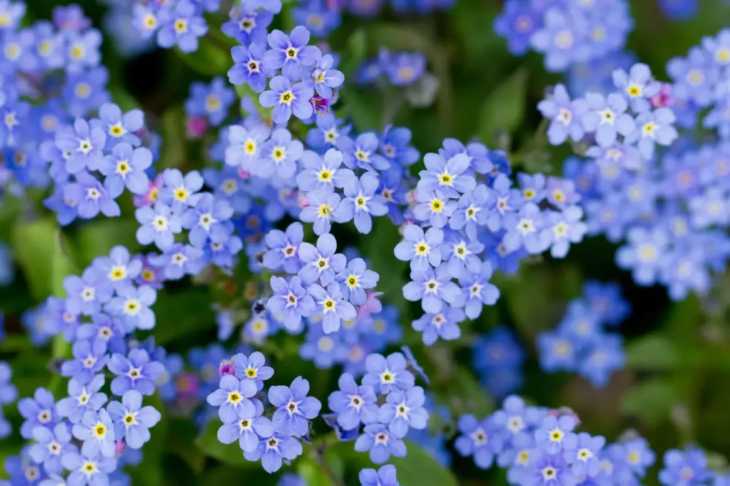 Forget-me-not Flower 8