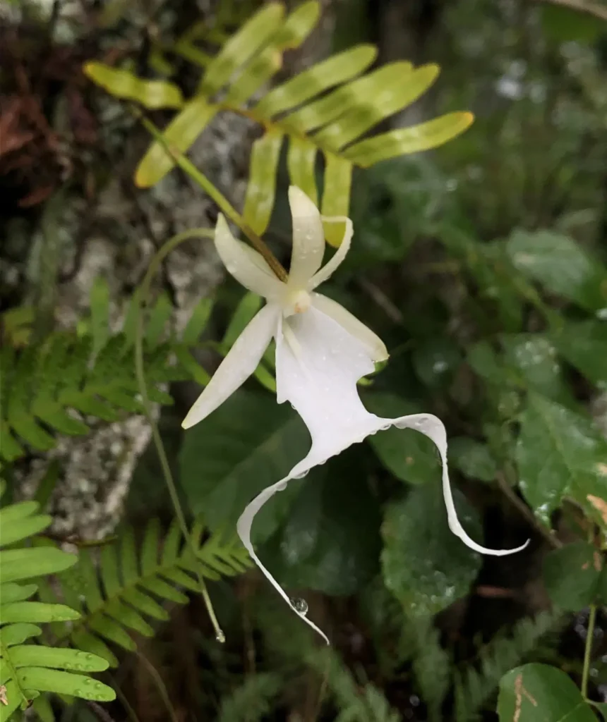 Ghost Orchid 1