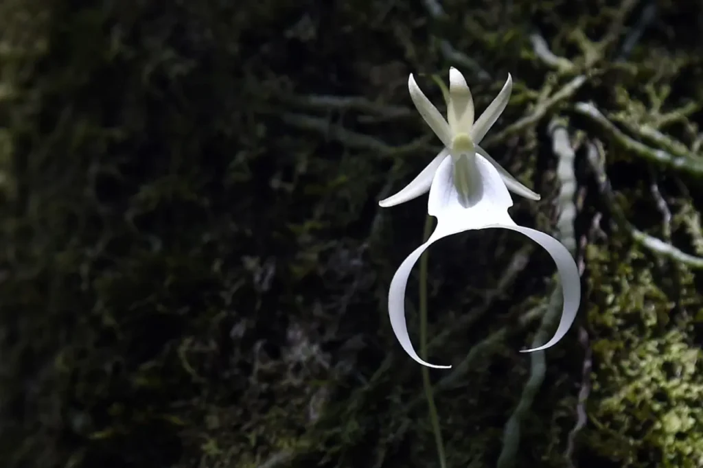 Ghost Orchid 3
