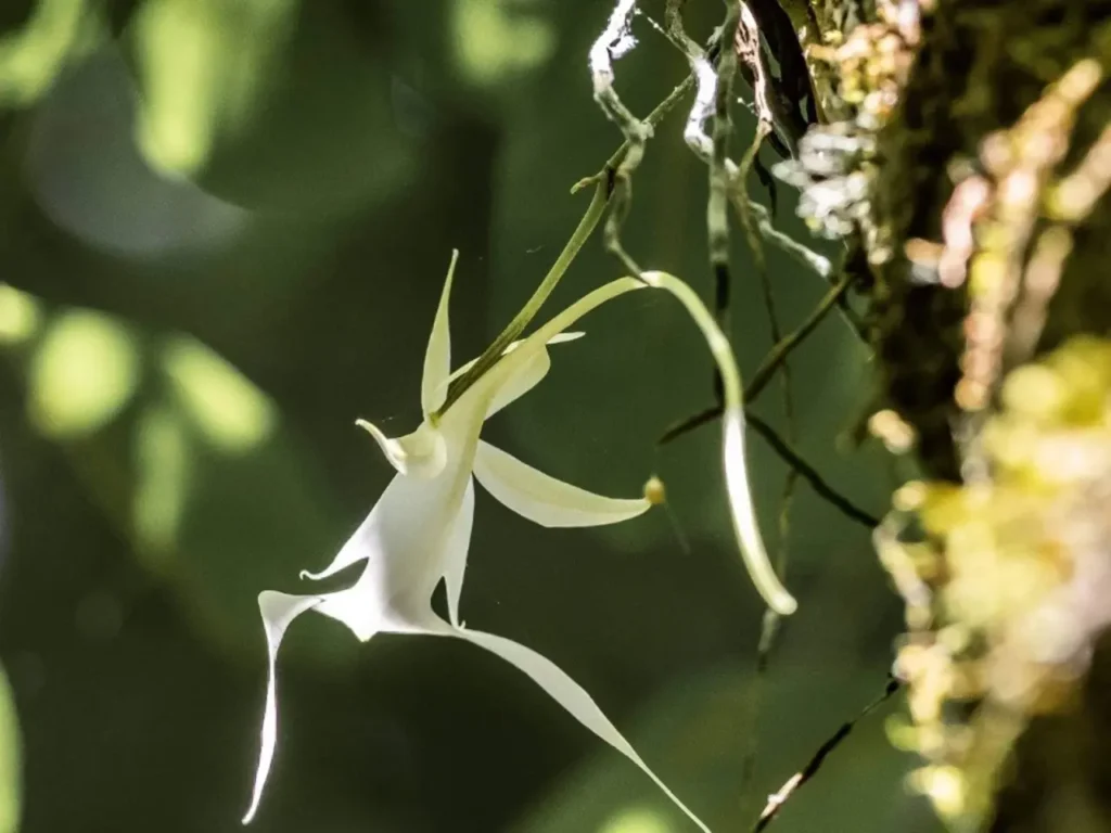 Ghost Orchid 8