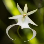 Ghost Orchid 9