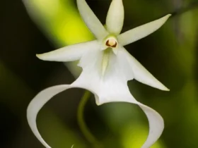 Ghost Orchid 9