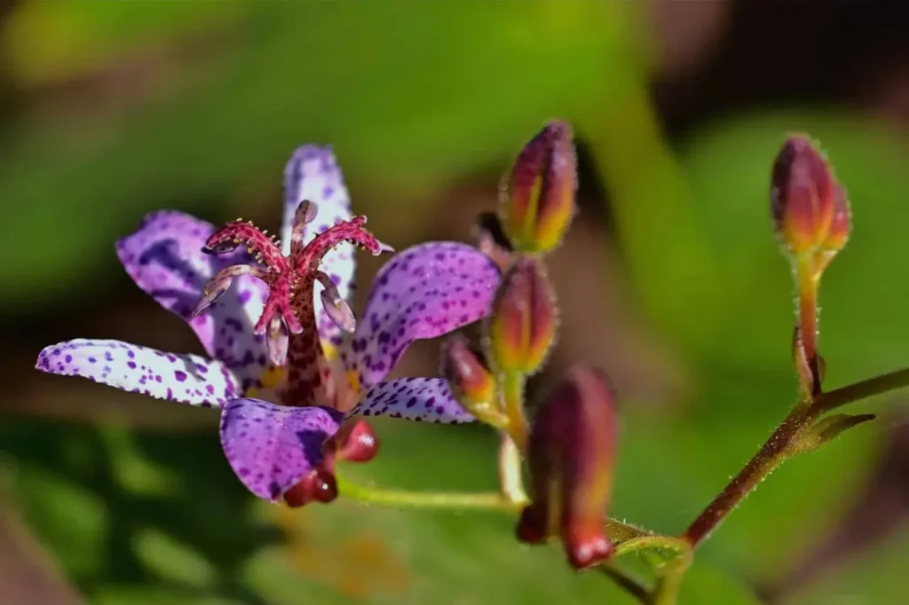 Hairy Toad Lily 10