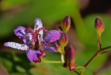 Hairy Toad Lily 10