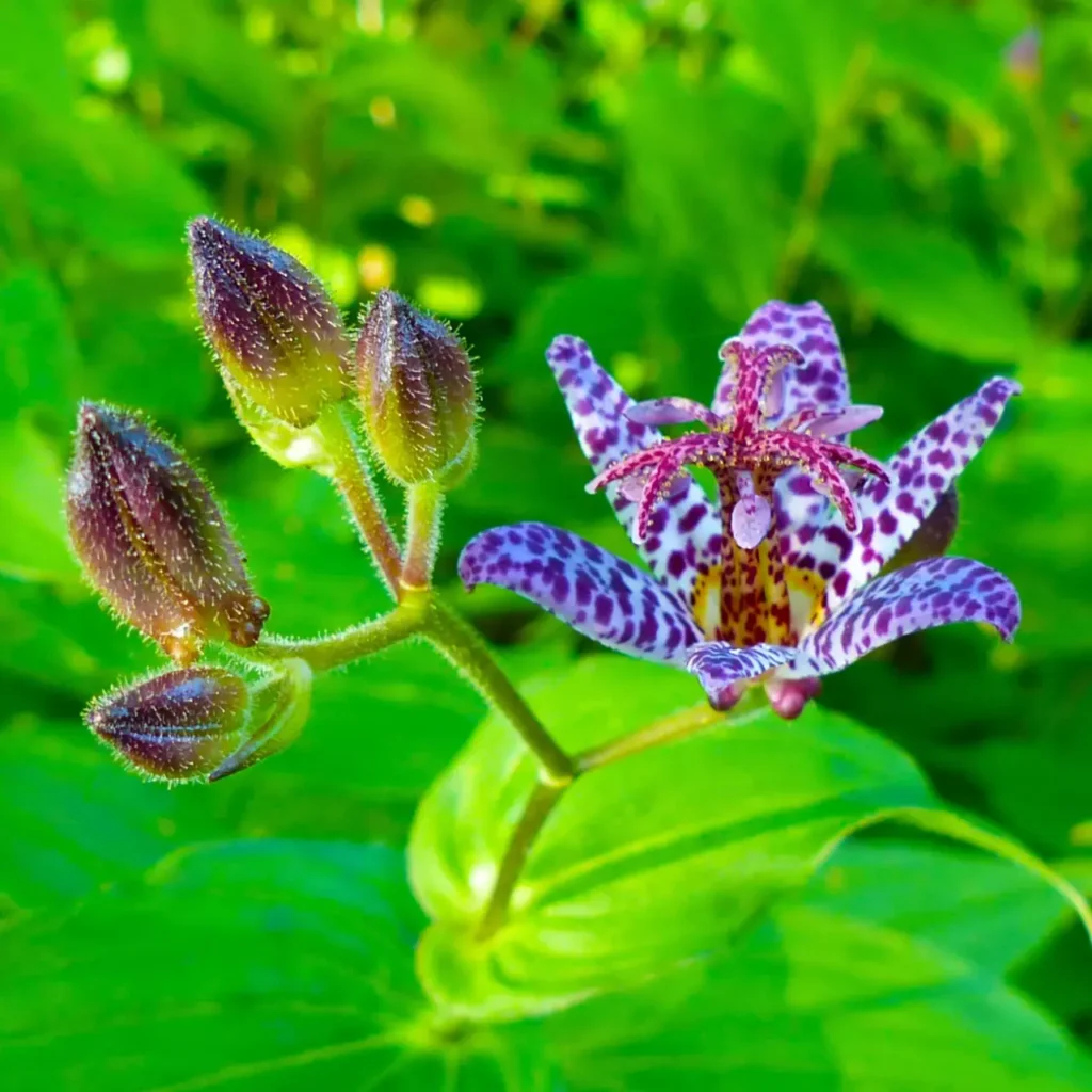 Hairy Toad Lily 11
