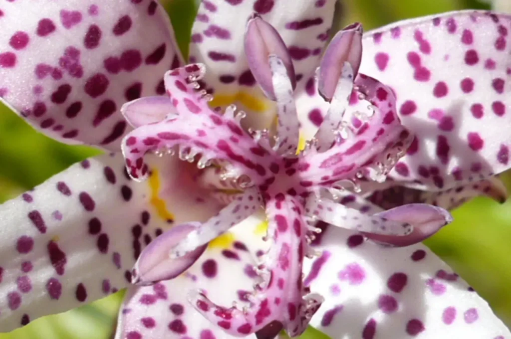 Hairy Toad Lily 12