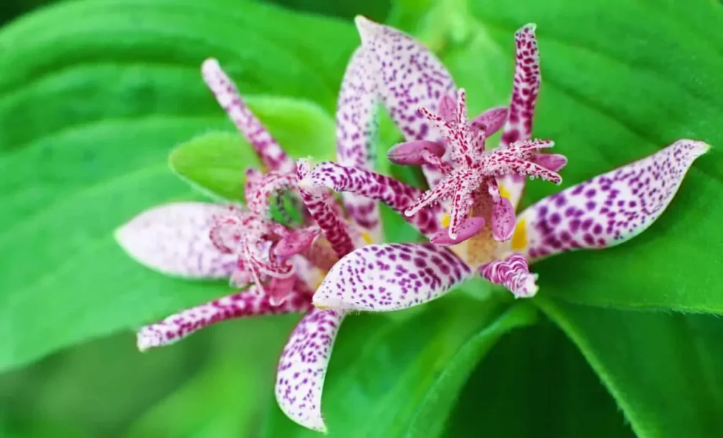 Hairy Toad Lily 14