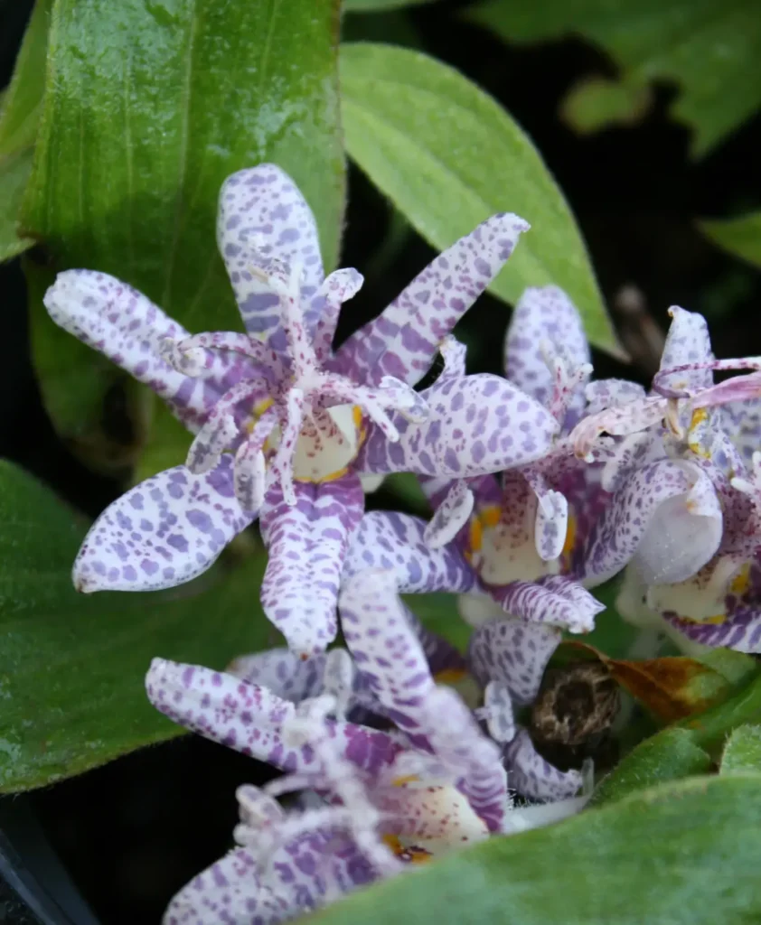 Hairy Toad Lily 2