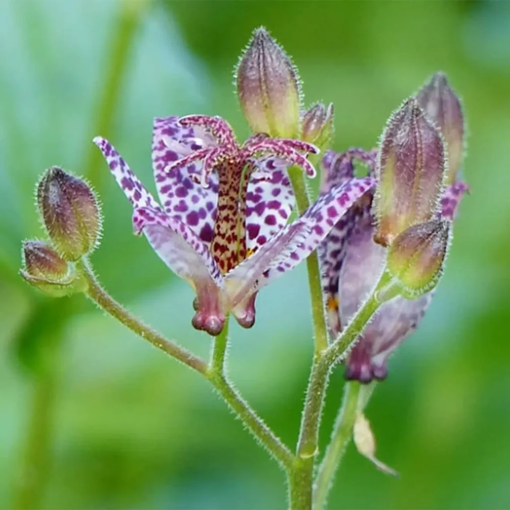 Hairy Toad Lily 3