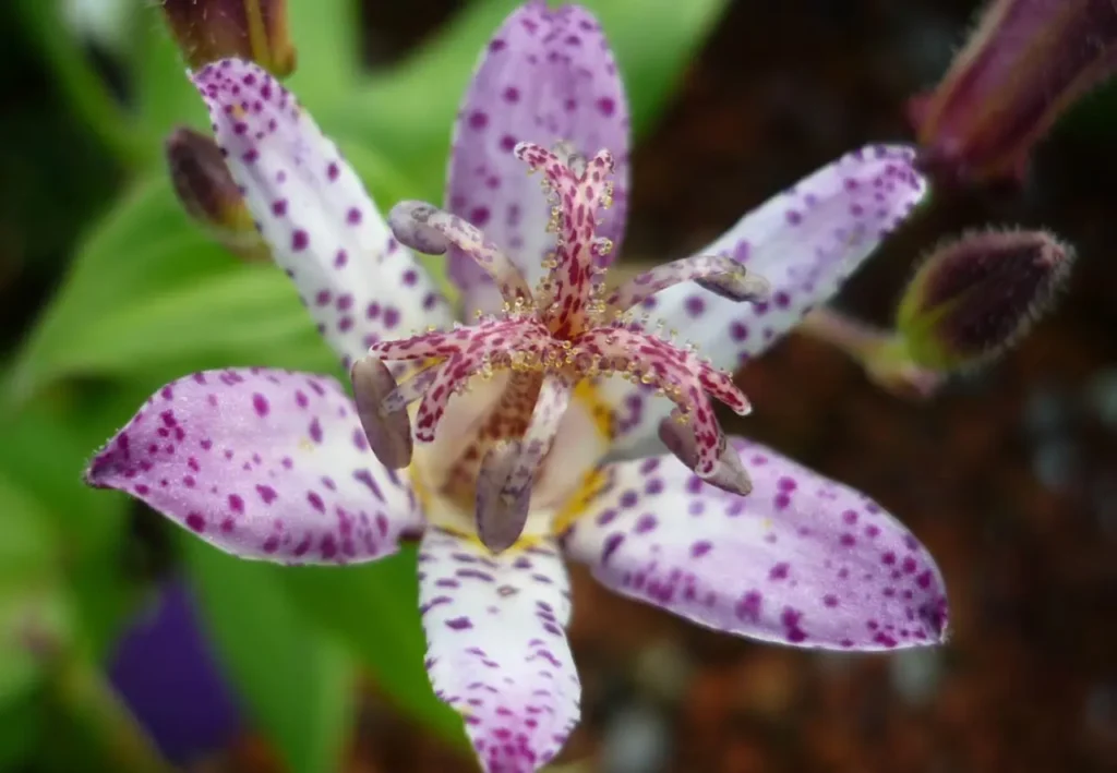 Hairy Toad Lily 4