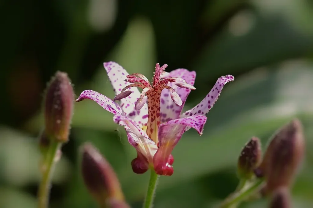 Hairy Toad Lily 5