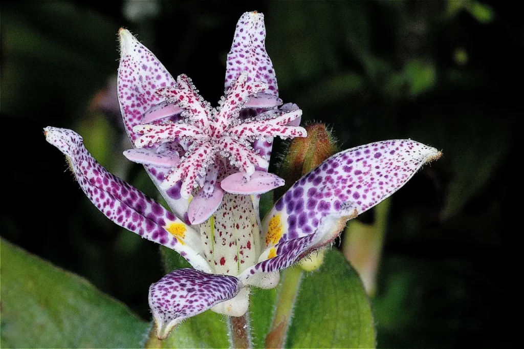 Hairy Toad Lily 6