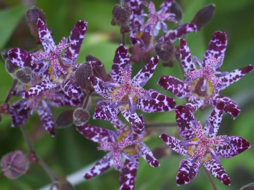 Hairy Toad Lily 8