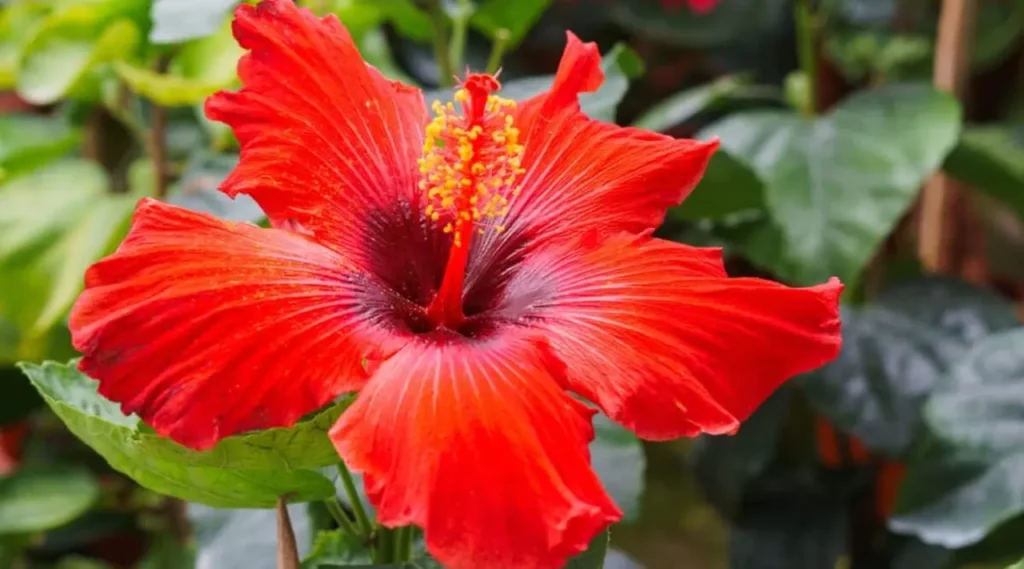 Hibiscus Flower 12