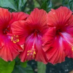 Hibiscus Flower 3