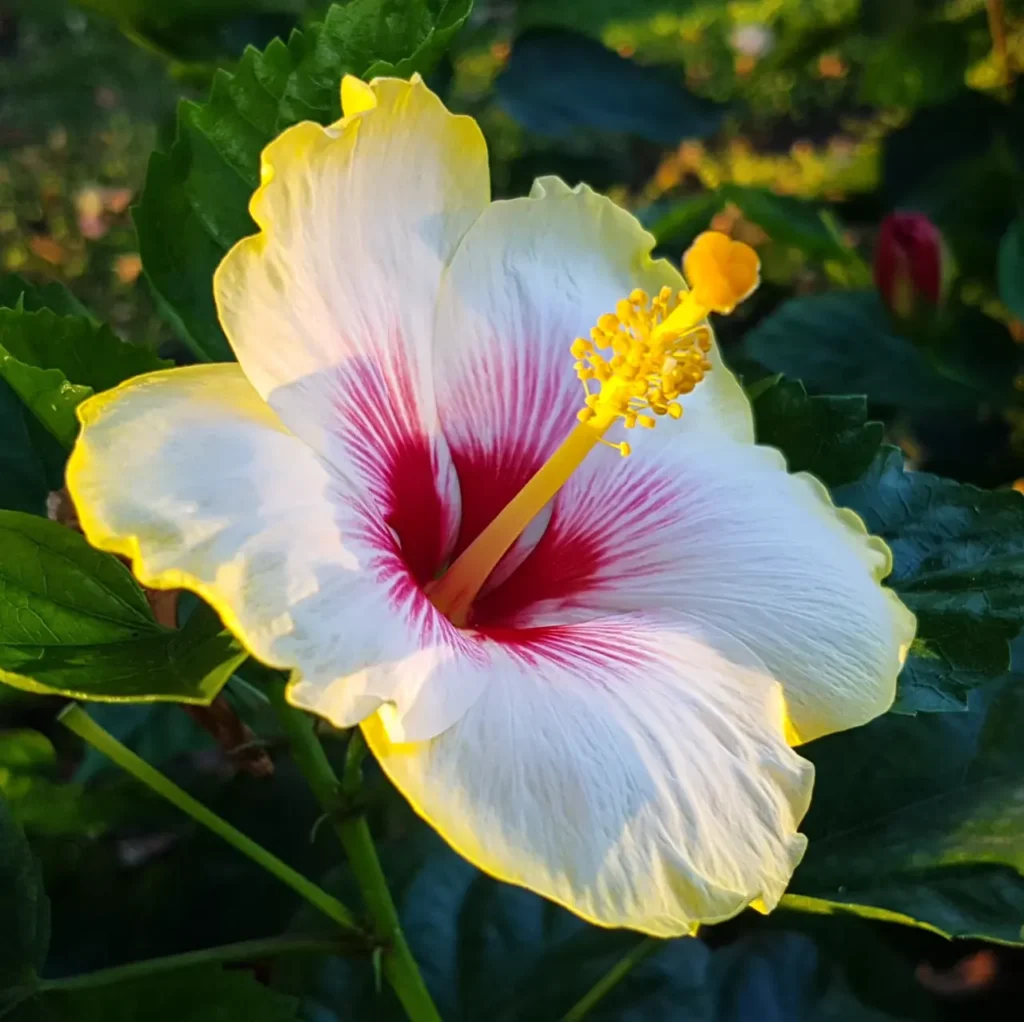 Hibiscus Flower 7