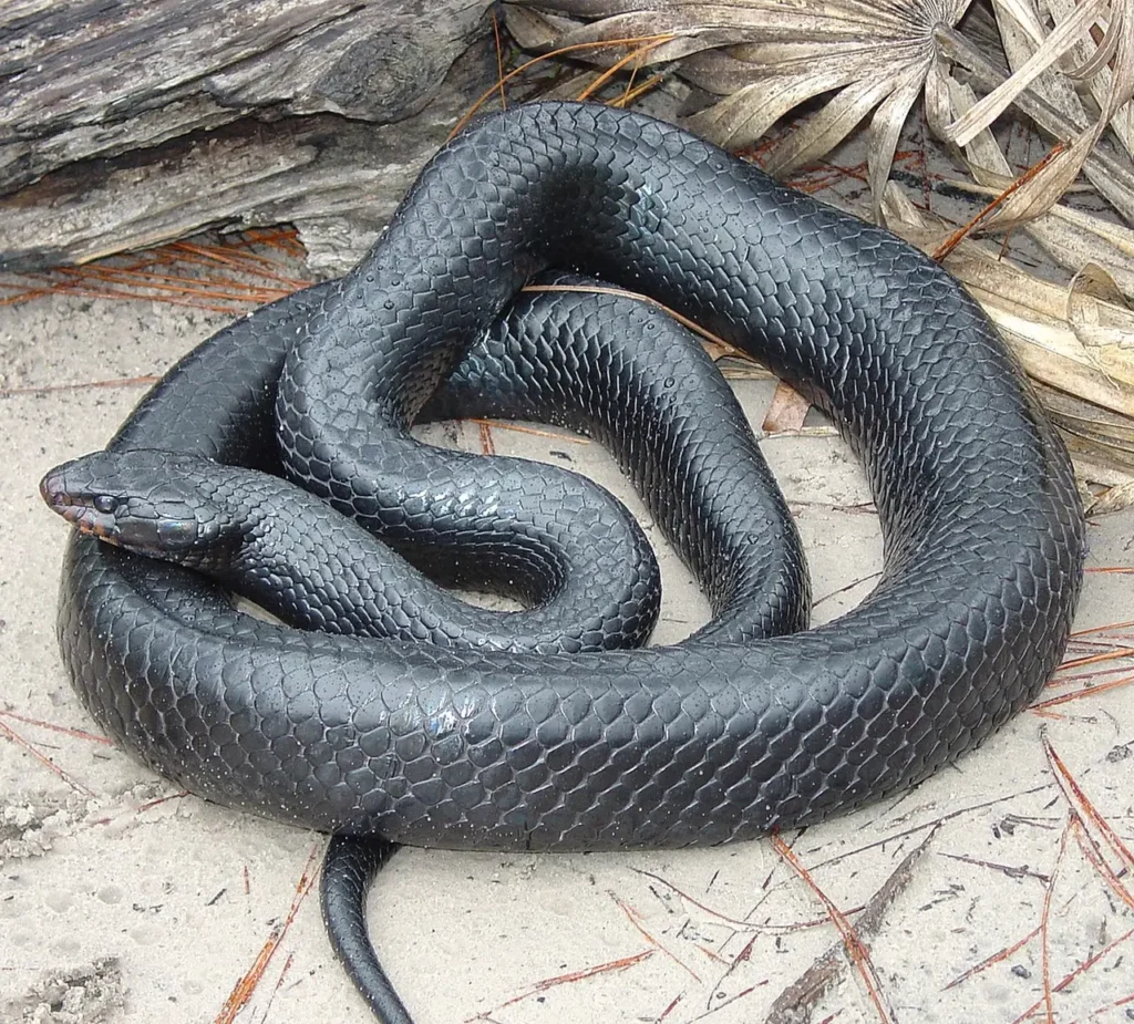 Indigo Snake 2
