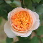 Juliet-rose-1