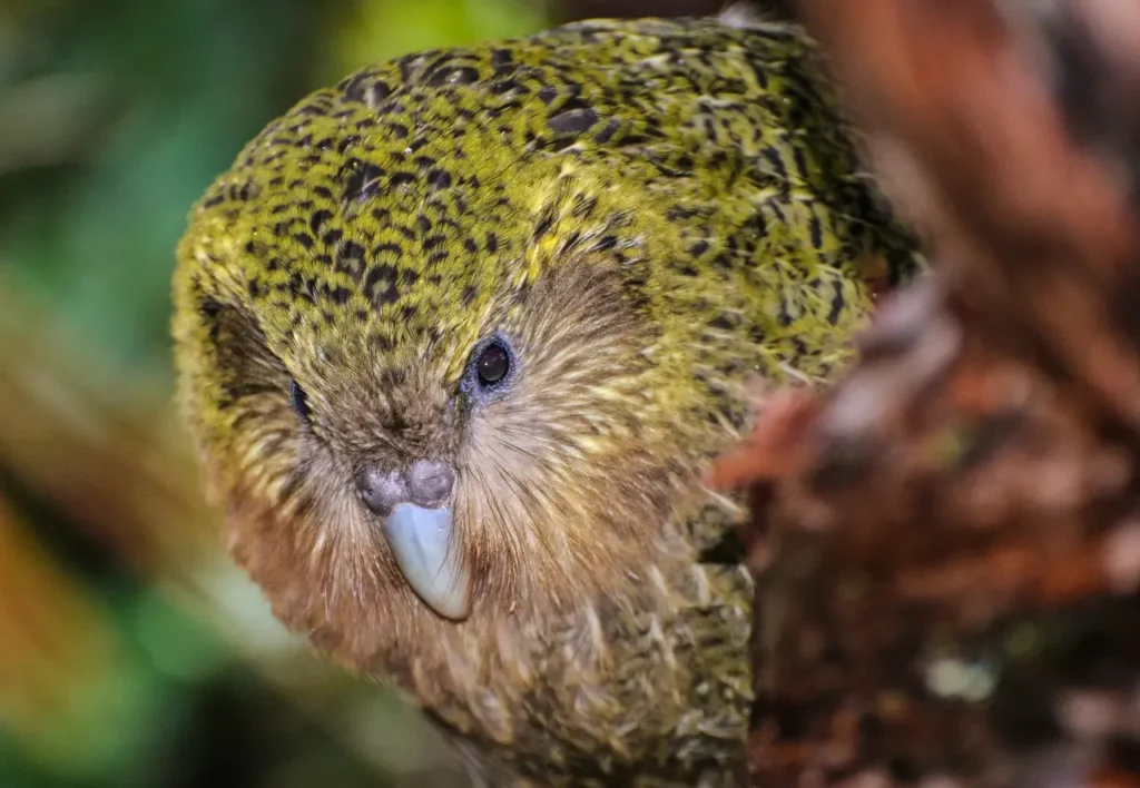 Kakapo 14