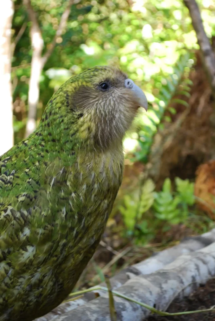 Kakapo 15