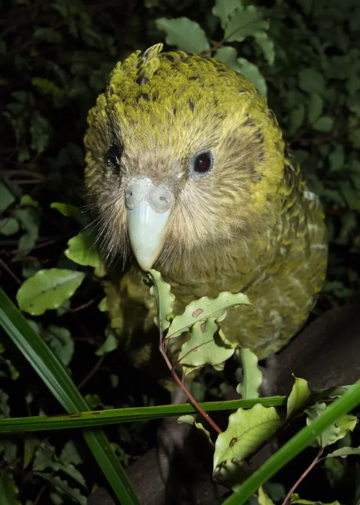 Kakapo 18